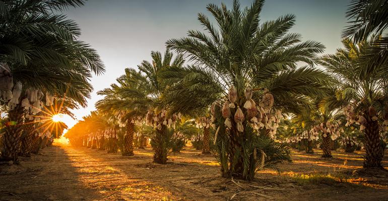 Premium Ajwa Dates- Holy Medina Garden